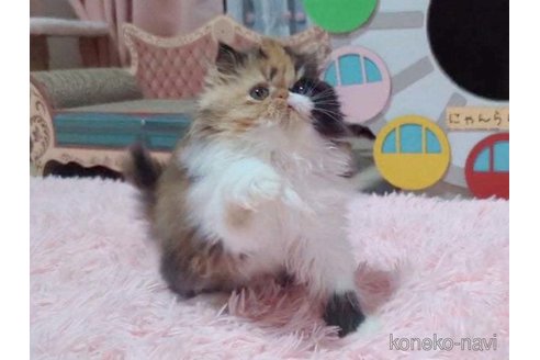 成約済の愛媛県のエキゾチックショートヘア-98502の5枚目