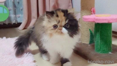 成約済の愛媛県のエキゾチックショートヘア-98502の1枚目