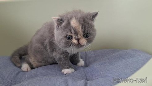 成約済の岐阜県のエキゾチックショートヘア-98504の2枚目