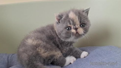 成約済の岐阜県のエキゾチックショートヘア-98504の3枚目
