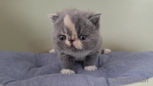 成約済の岐阜県のエキゾチックショートヘア-98504の5枚目