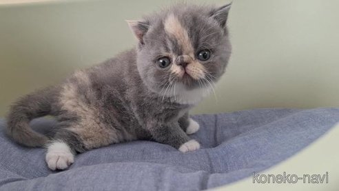 成約済の岐阜県のエキゾチックショートヘア-98504の4枚目