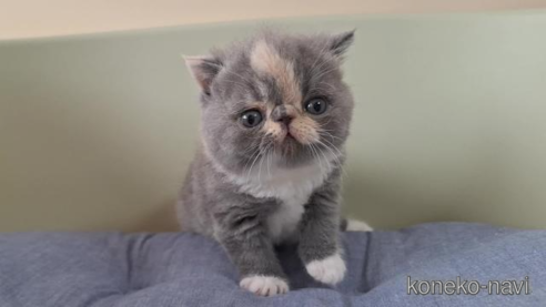 成約済の岐阜県のエキゾチックショートヘア-98504の1枚目