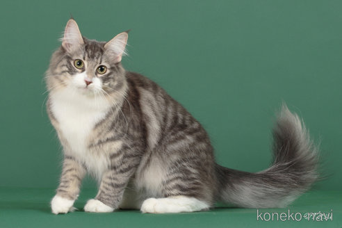 成約済の埼玉県のノルウェージャンフォレストキャット-98455の2枚目