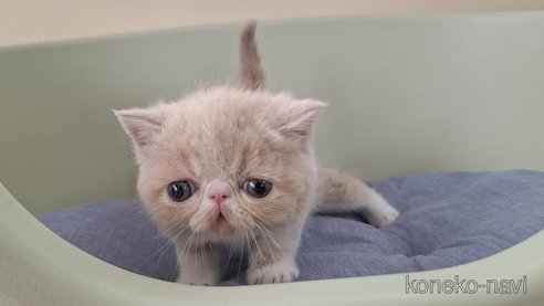 成約済の岐阜県のエキゾチックショートヘア-98505の3枚目