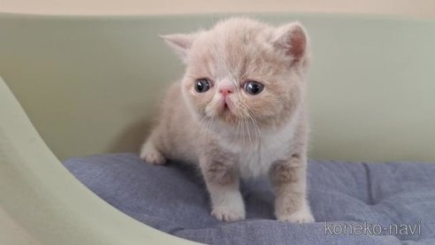 成約済の岐阜県のエキゾチックショートヘア-98505の6枚目