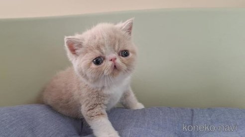 成約済の岐阜県のエキゾチックショートヘア-98505の5枚目