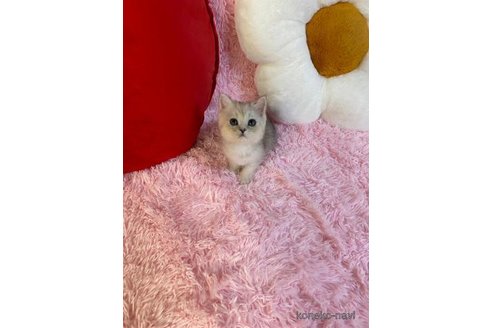 成約済の大阪府のスコティッシュフォールド-98507の2枚目
