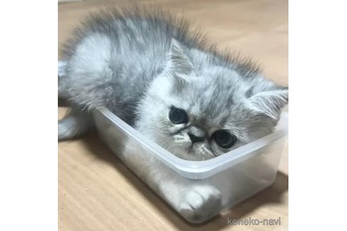 成約済の千葉県のエキゾチックショートヘア-98519の4枚目