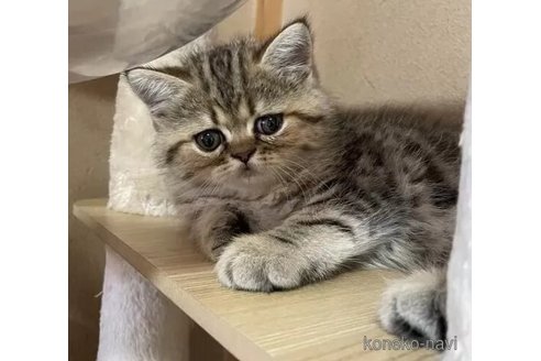 成約済の千葉県のエキゾチックショートヘア-98522の2枚目