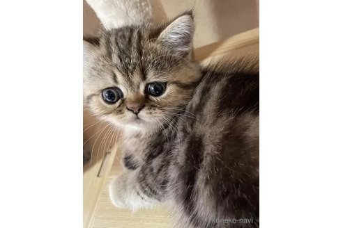 成約済の千葉県のエキゾチックショートヘア-98522の3枚目