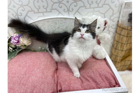 成約済の広島県のノルウェージャンフォレストキャット-83842の1枚目