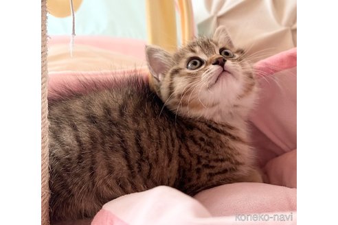 かたくりこちゃん1枚目