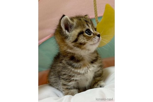 かたくりこちゃん1枚目