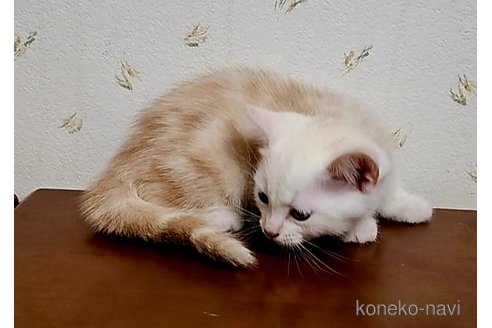成約済の岐阜県のアメリカンショートヘア-96510の7枚目