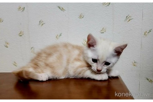 成約済の岐阜県のアメリカンショートヘア-96510の5枚目