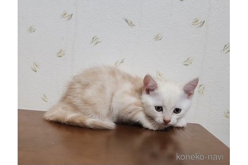 成約済の岐阜県のアメリカンショートヘア-96510の4枚目