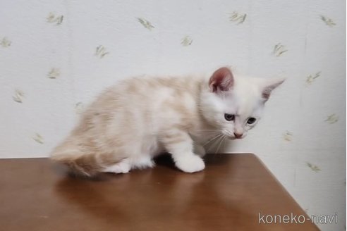 成約済の岐阜県のアメリカンショートヘア-96510の2枚目