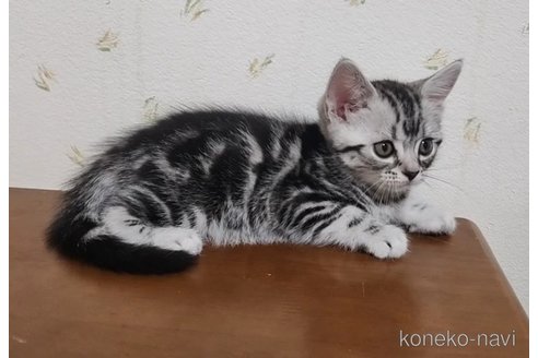 成約済の岐阜県のアメリカンショートヘア-96513の3枚目