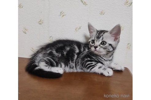 成約済の岐阜県のアメリカンショートヘア-96513の4枚目
