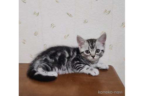 成約済の岐阜県のアメリカンショートヘア-96513の5枚目