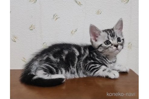 成約済の岐阜県のアメリカンショートヘア-96513の2枚目