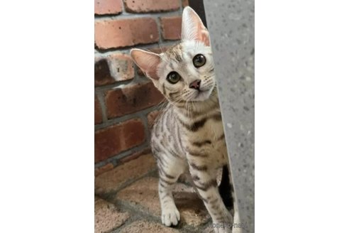 成約済の栃木県のベンガル-98549の1枚目