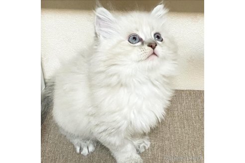しらたまこくん1枚目