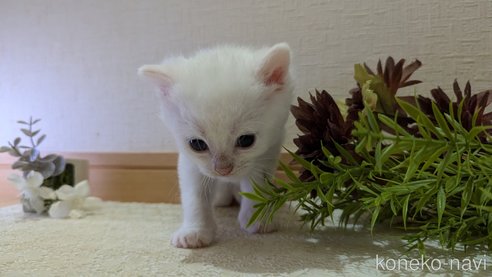 成約済の広島県のその他の猫種-97409の107枚目