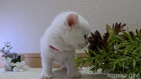 成約済の広島県のその他の猫種-97409の105枚目