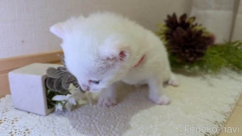 成約済の広島県のその他の猫種-97409の103枚目