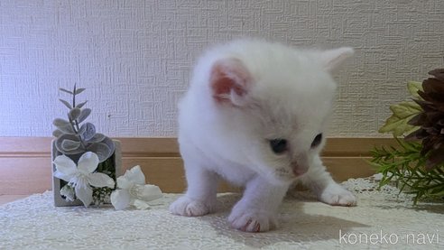 成約済の広島県のその他の猫種-97409の101枚目