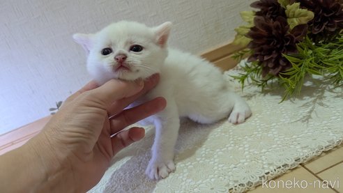 成約済の広島県のその他の猫種-97409の102枚目