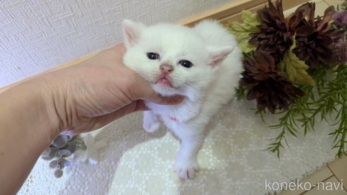 成約済の広島県のその他の猫種-97409の100枚目