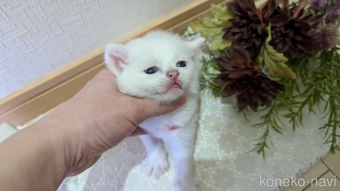 成約済の広島県のその他の猫種-97409の98枚目