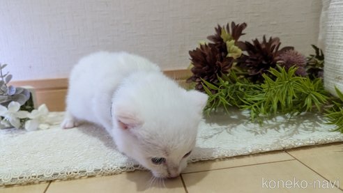 成約済の広島県のその他の猫種-97410の93枚目