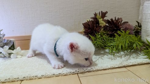 成約済の広島県のその他の猫種-97410の92枚目