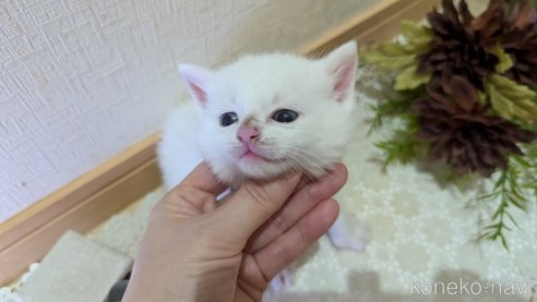 成約済の広島県のその他の猫種-97410の89枚目