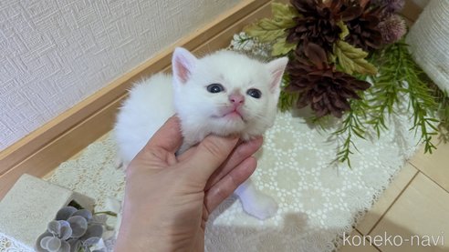 成約済の広島県のその他の猫種-97410の90枚目