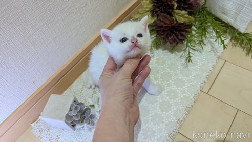 成約済の広島県のその他の猫種-97410の91枚目