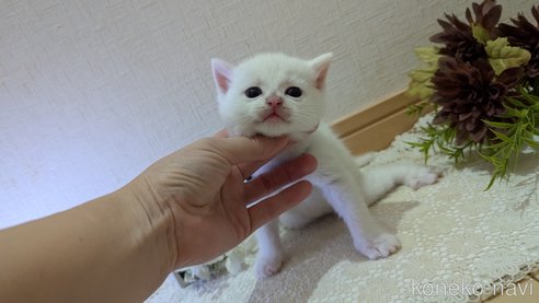 成約済の広島県のその他の猫種-97410の86枚目