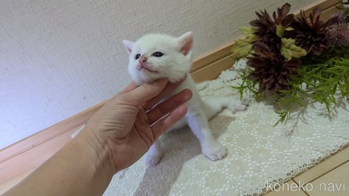 成約済の広島県のその他の猫種-97410の87枚目