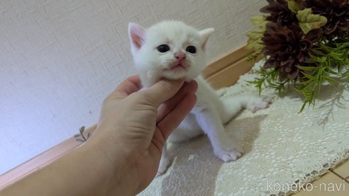 成約済の広島県のその他の猫種-97410の88枚目