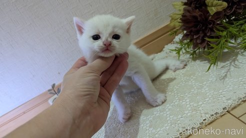 成約済の広島県のその他の猫種-97410の83枚目
