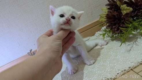 成約済の広島県のその他の猫種-97410の84枚目