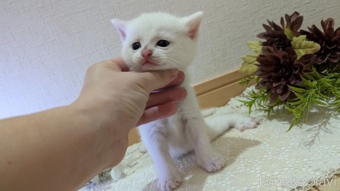 成約済の広島県のその他の猫種-97410の85枚目