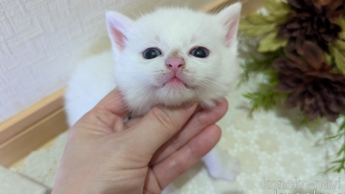 成約済の広島県のその他の猫種-97410の82枚目