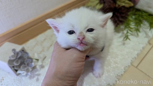 成約済の広島県のその他の猫種-97411の163枚目
