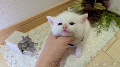 成約済の広島県のその他の猫種-97411の160枚目