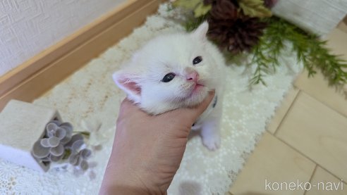 成約済の広島県のその他の猫種-97411の162枚目